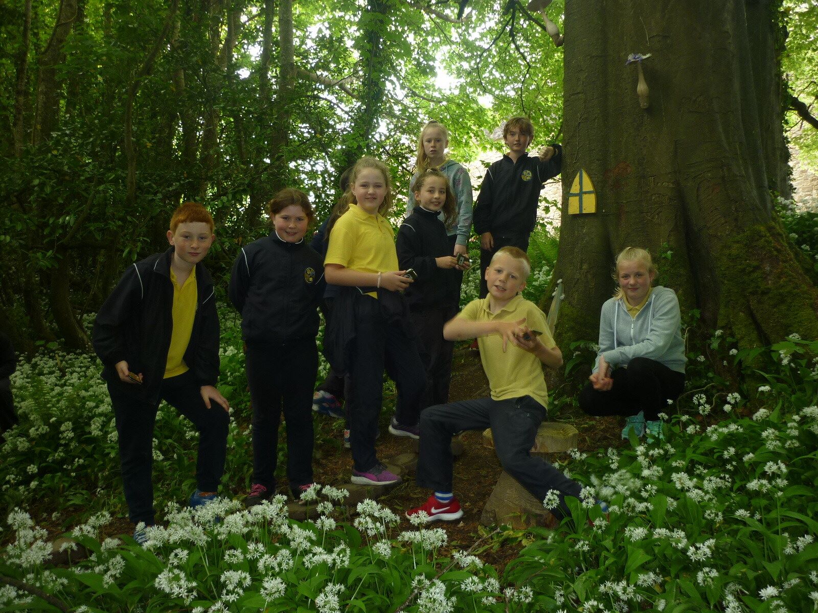 Nature Walk in Tintern Forest